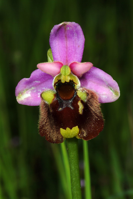 Ophrys da determinare